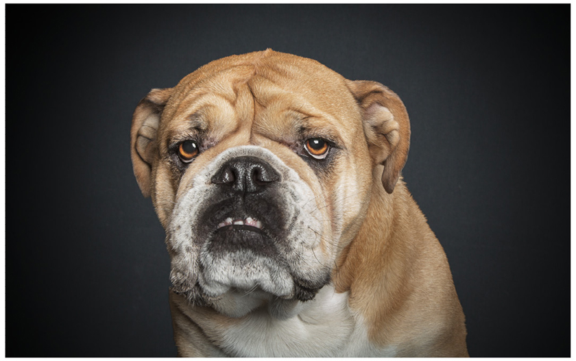 A-dogs-life-retratos-de-perros-con-expresiones-humanas-6