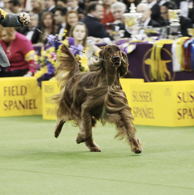 Westminster-Kennel-Club-Setter