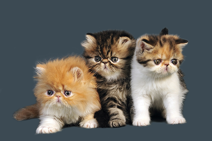 Tres gatos persa cachorros
