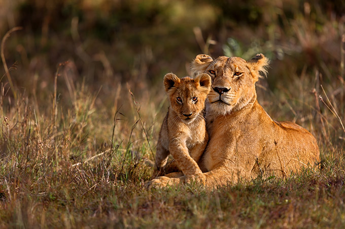 amor por los gatos salva leones