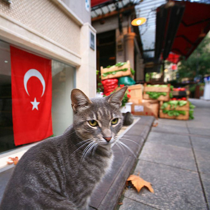 gatos-culturas-milenarias-turquia