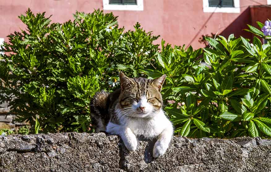gato-portugal
