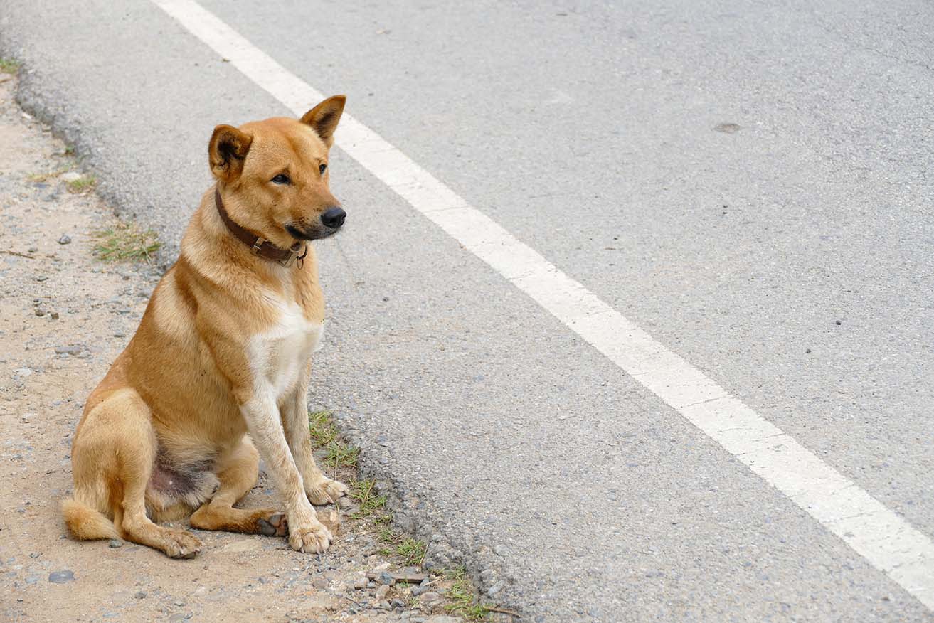 perro al lado de la carretera