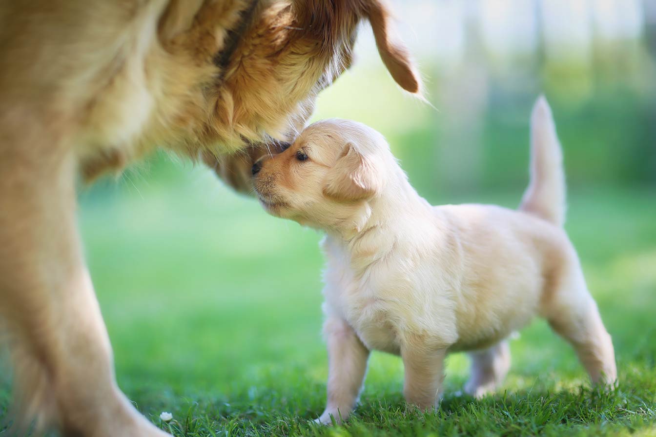 cachorro-aprende