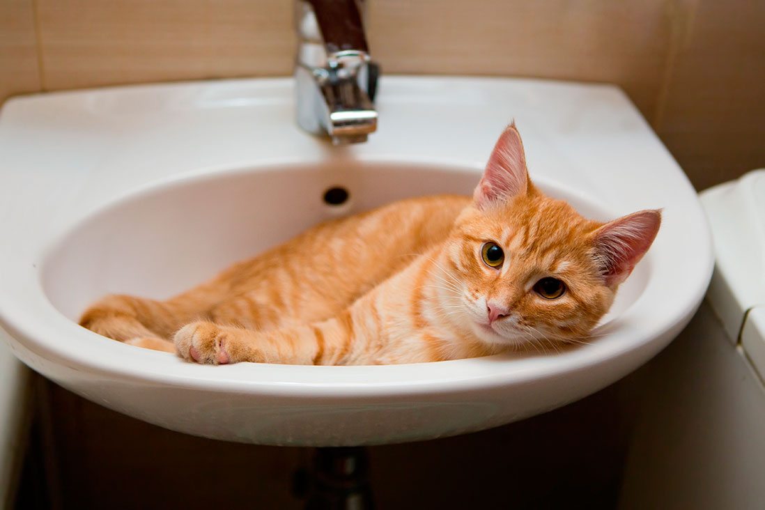 gato-en-lavabo