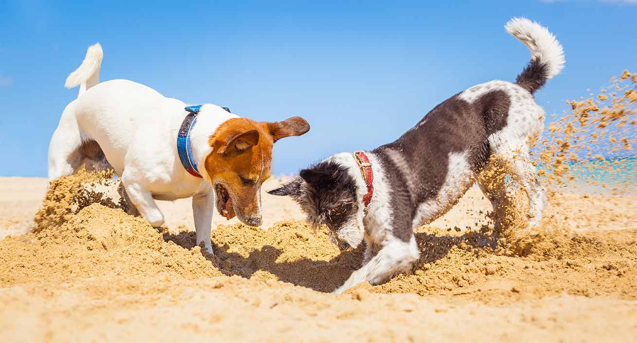 perros-enterrando-playa