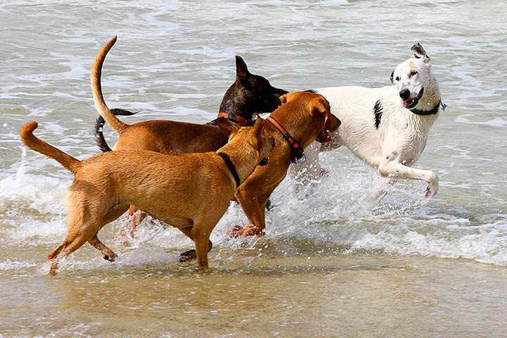 perros-playa