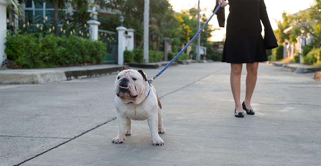 bulldog-sobrepeso-paseando