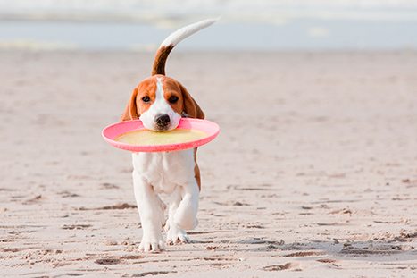beagle-en-playa-baleares