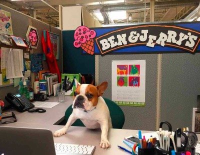 Empresas-dog-friendly-benjerry1