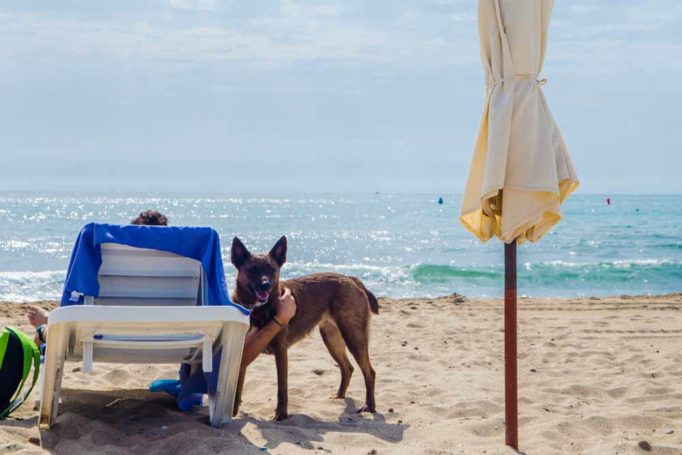 Playas para perros 2019: ALICANTE