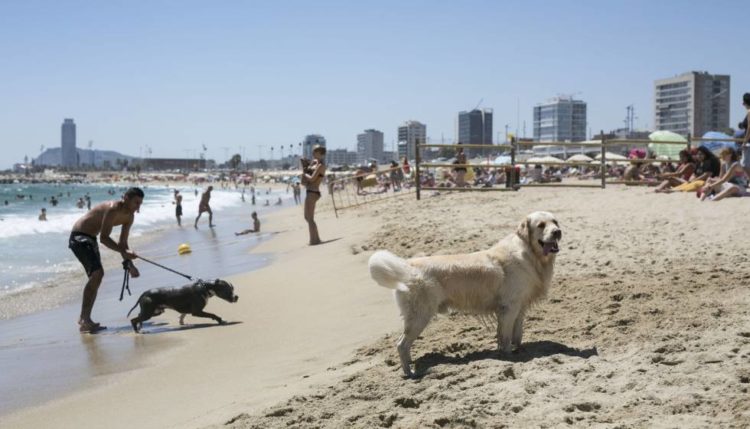 Playas para perros 2019: BARCELONA