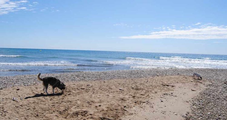 Playas para perros 2019: CASTELLÓN