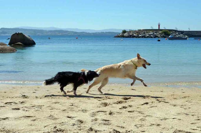 Playas para perros 2019: GALICIA