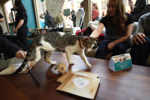 cat-cafe-New York