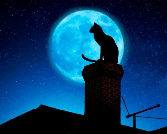 Una cierta relación entre la luna y los gatos