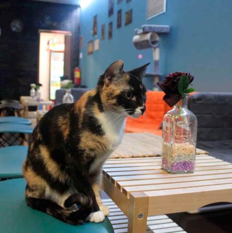 Cat Cafés de España