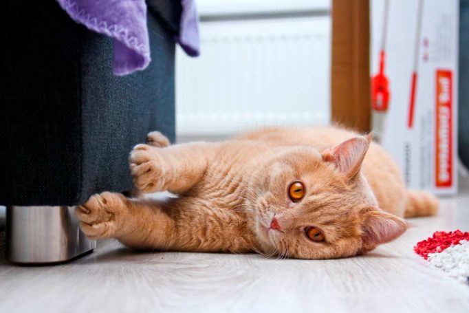 consejos para evitar que tu gato arañe los muebles