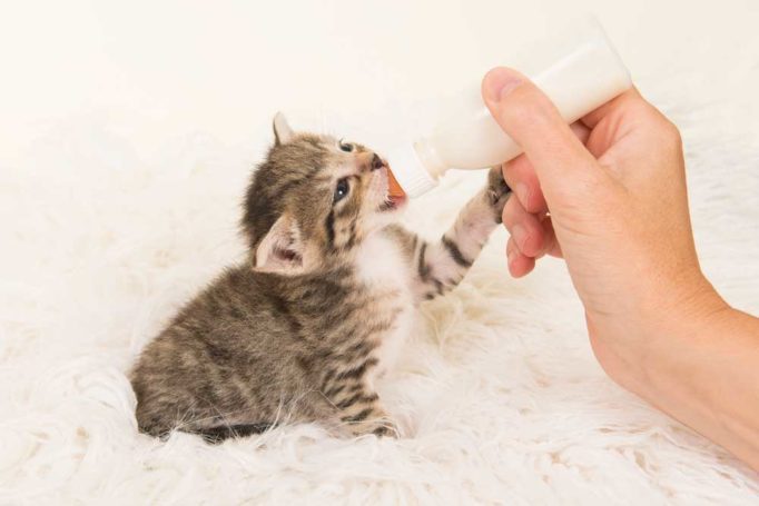 leche para gato