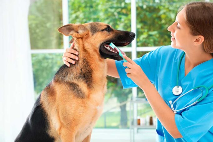 cuidar la salud dental de tu perro
