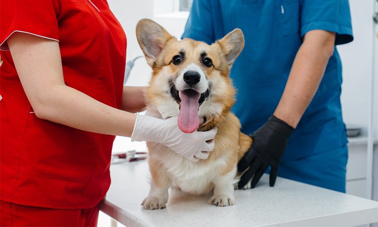 Lo que la mayoría no sabe sobre la esterilización canina | ARISTOPET