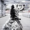Collar para perro KOLLU | ARISTOPET