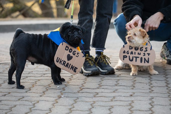 Perros Ucrania